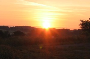 Sunrise 2012n crop 1